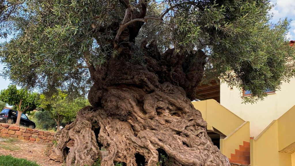 The Olive Tree of Vouves: A 4,000-Year-Old Witness to Crete’s Timeless Wonder