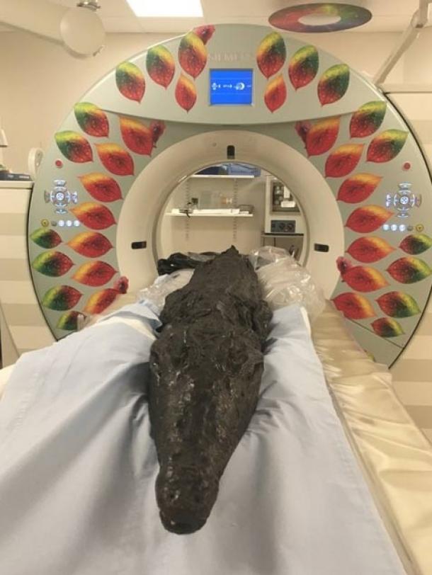 The crocodile mummy entering the CT scanner. (University of Manchester)