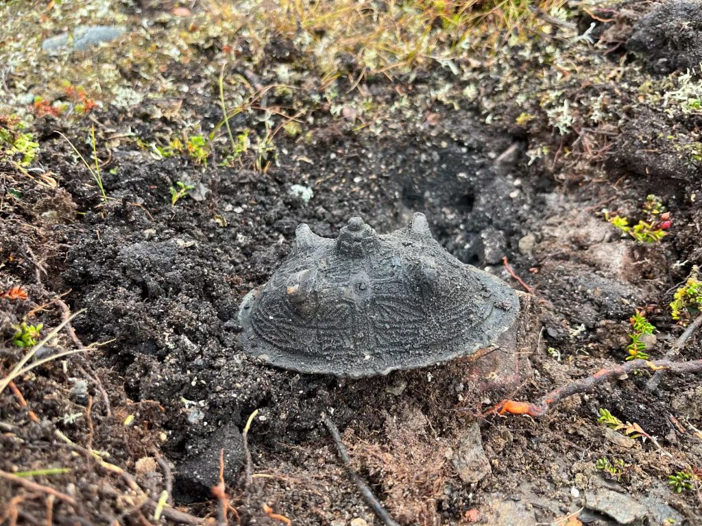 Unearthing the Secrets of a Viking Queen: The Remarkable Discovery in the Swedish Mountains