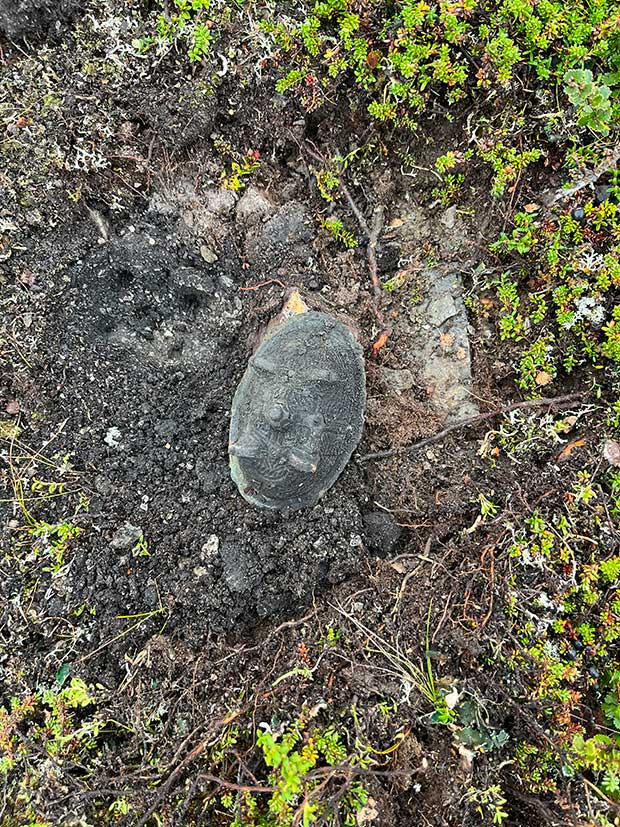 La première tombe d'une femme viking découverte par hasard dans une montagne en Suède