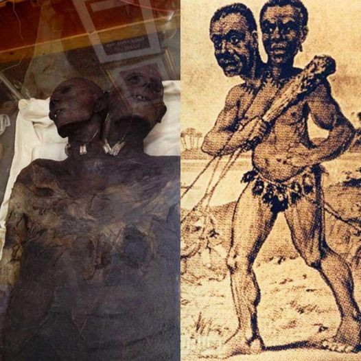 Unraveling the Enigma: The Patagonian Two-Headed Giant