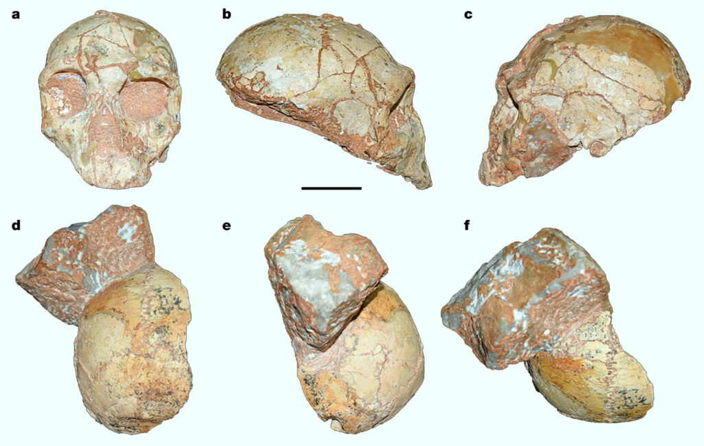 The Apidima Enigma: Rewriting Human History with a 210,000-Year-Old Skull