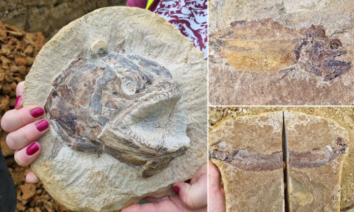 Jurassic Fossils Unearthed: A Remarkable Discovery at a Midland Farm