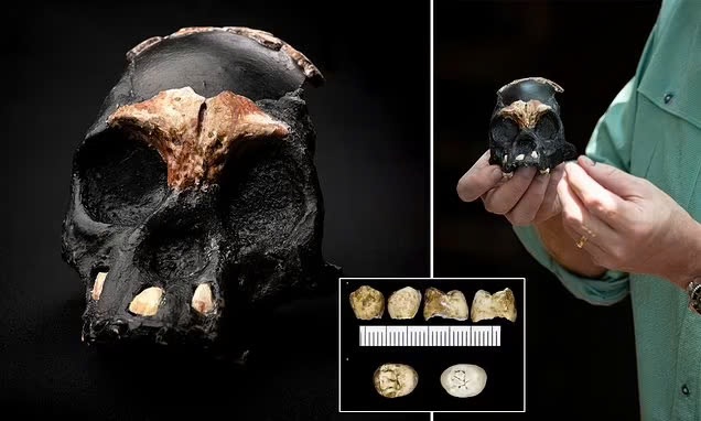 Leti’s Skull: The Ancient Find That Challenges Our Understanding of Human Evolution