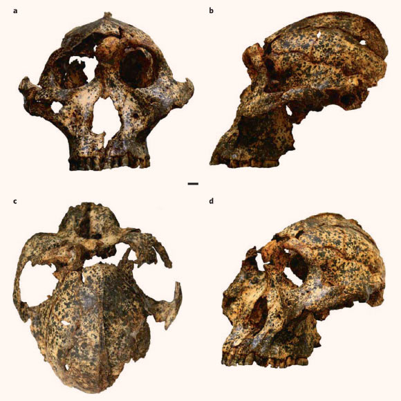 Groundbreaking Discovery Reveals the Oldest Genetic Data from an Ancient Human Relative