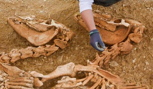 Heartbreaking Discovery: Poignant Discovery of Horse Burials Dating to the Gallic Wars in France