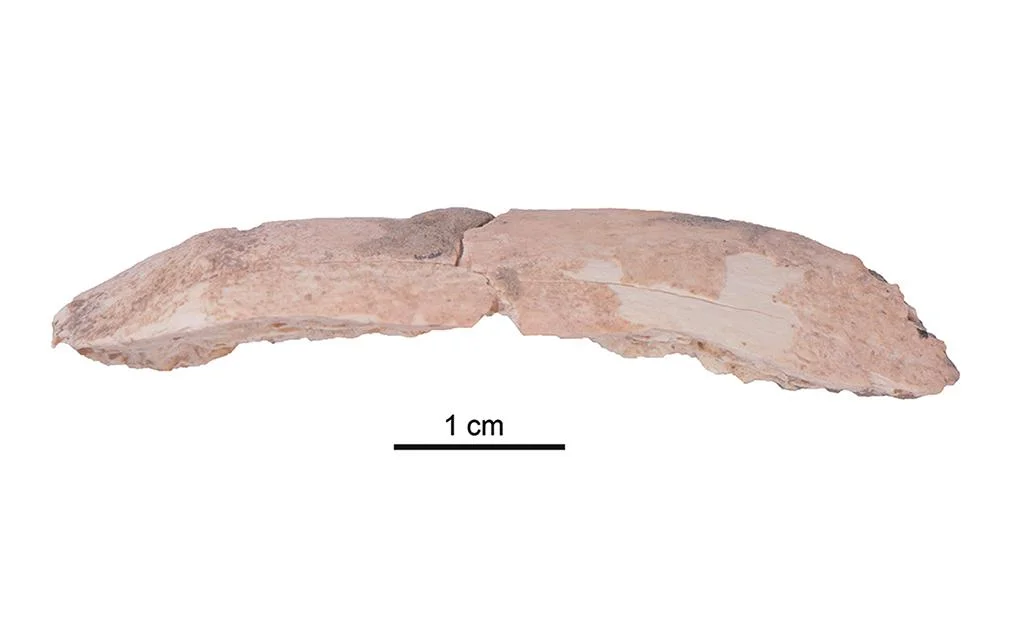 Denisovans lived on Tibetan plateau until 48,000-32,000 years ago, scientists reveal