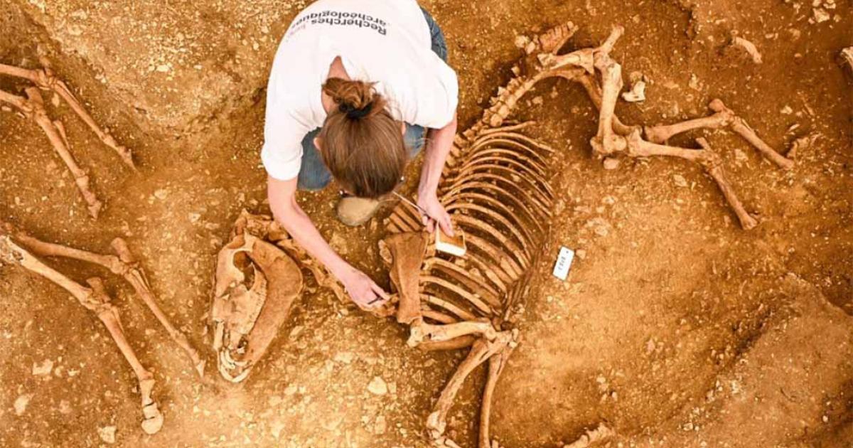 Horse pit being excavated at Villedieu, France.         Source: © Hamid Azmoun/INRAP