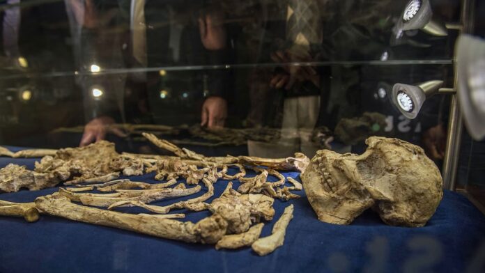 Echoes from the Past: How a 3.6 Million-Year-Old Hominid Fossil Sheds Light on Human Evolution