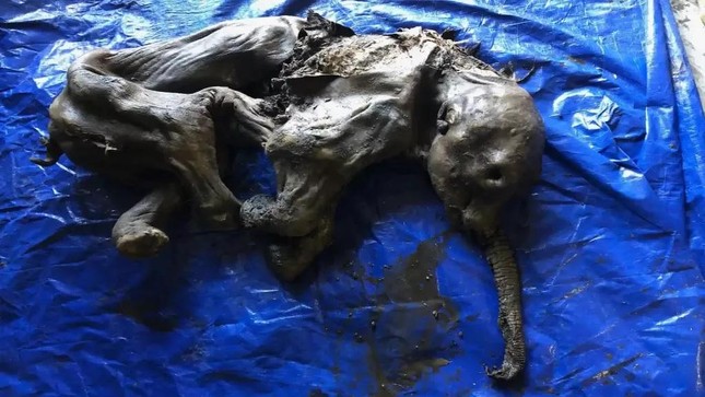 30,000-Year-Old Baby Mammoth Found Almost Perfectly Preserved in Canadian Gold Fields