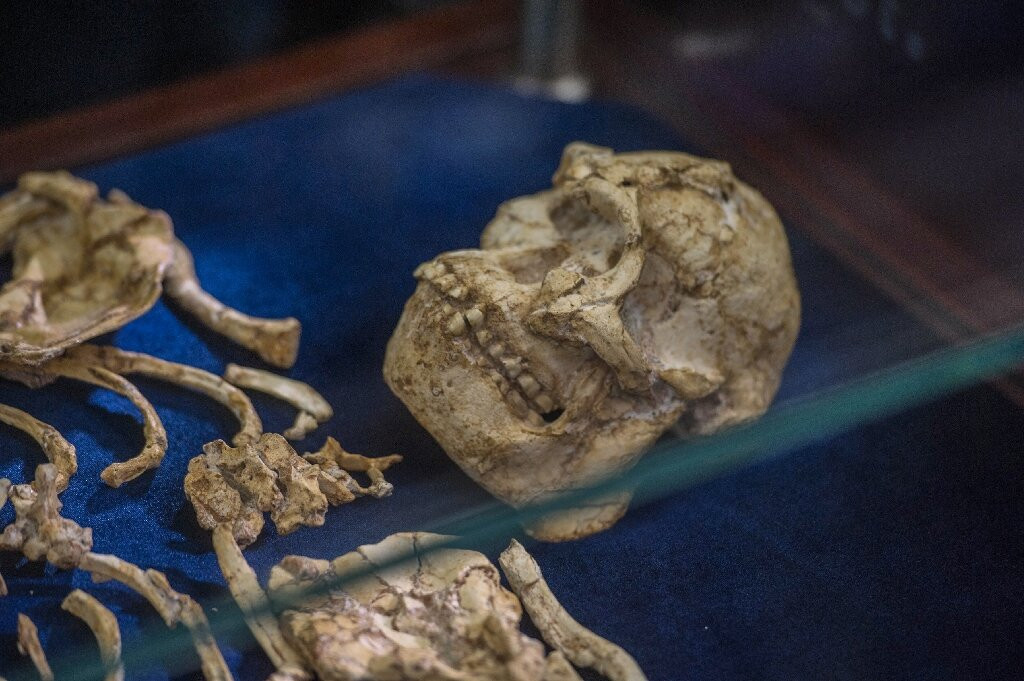 Ancient Australopithecus Fossils Rewrite Human Evolution Timeline