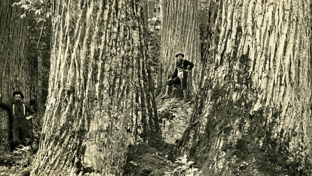 The Fall and Revival of the American Chestnut Tree: A Lost Giant of the Forests