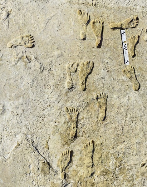 Groundbreaking Discovery: 23,000-Year-Old Footprints Challenge Long-Held Theories About the Peopling of the Americas