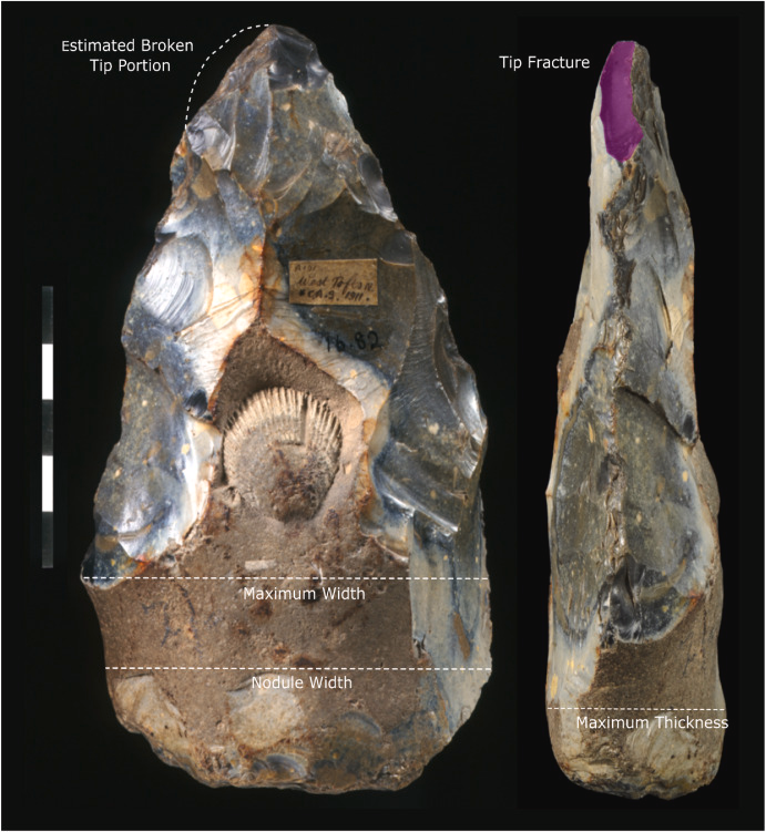 The Acheulean Handaxe from West Tofts, Norfolk