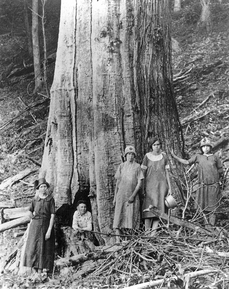 The American Chestnut: From Cradle to Grave — Rock Leaf Water Environmental