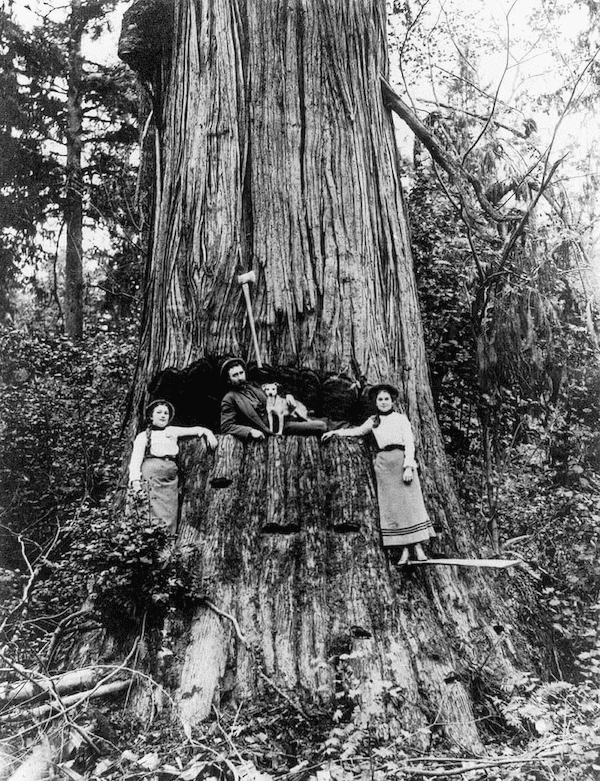 Old Grwoth American Chestnut Wood - Tree Plantation