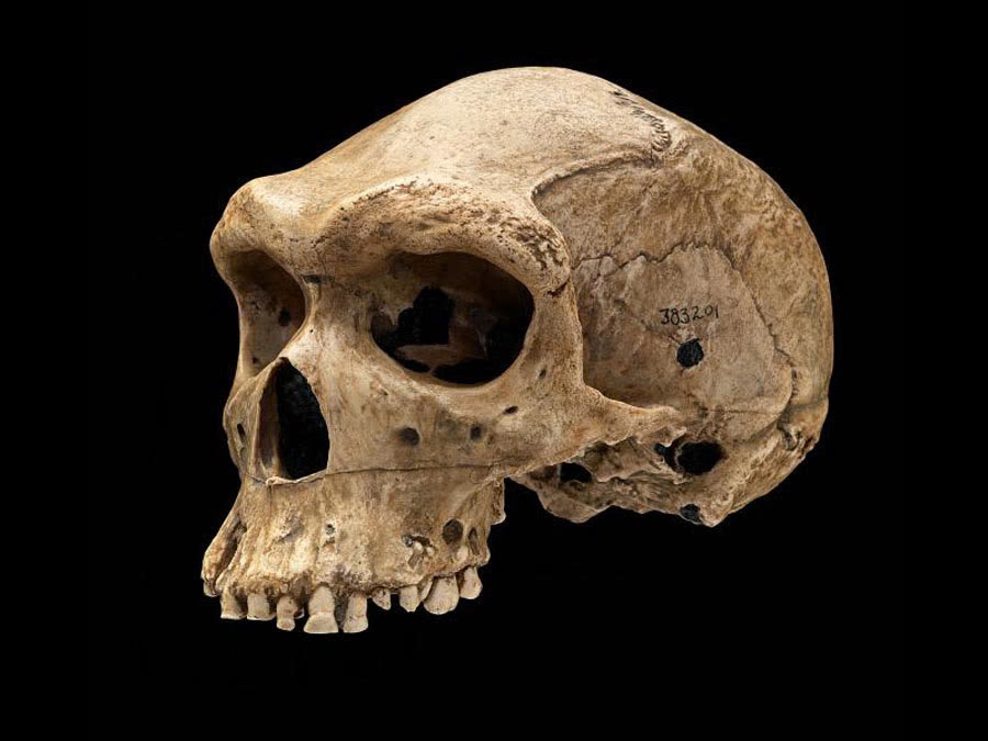 The Enigma of Prehistoric Skulls with Bullet-Like Holes