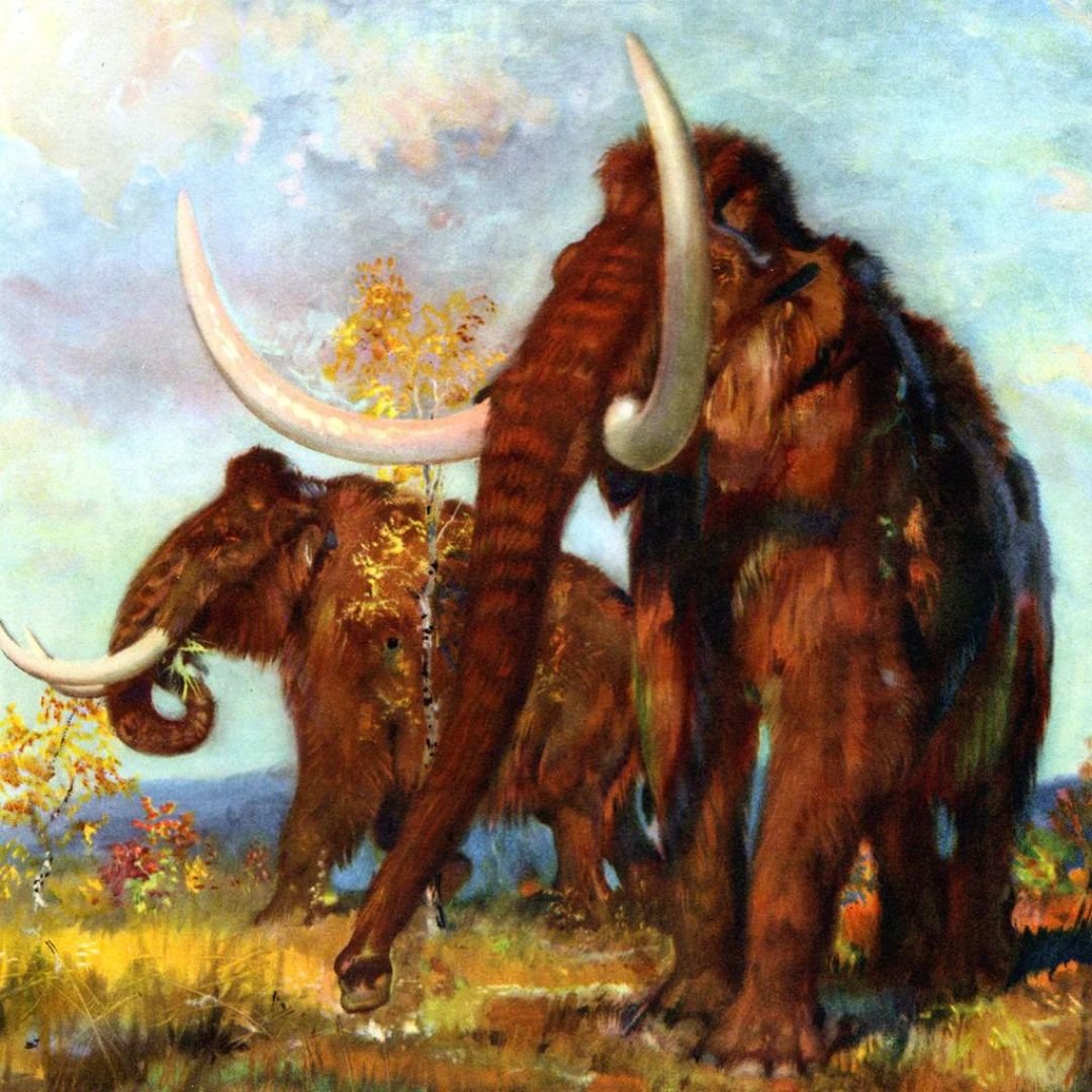 Millie the Mammoth: Unearthing a Prehistoric Wonder Beneath the North Sea