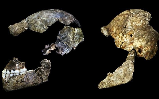 Homo naledi, a new species of human, discovered in a cave in South Africa