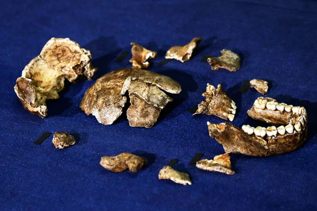 Homo Naledi Early Human Discovery South Africa