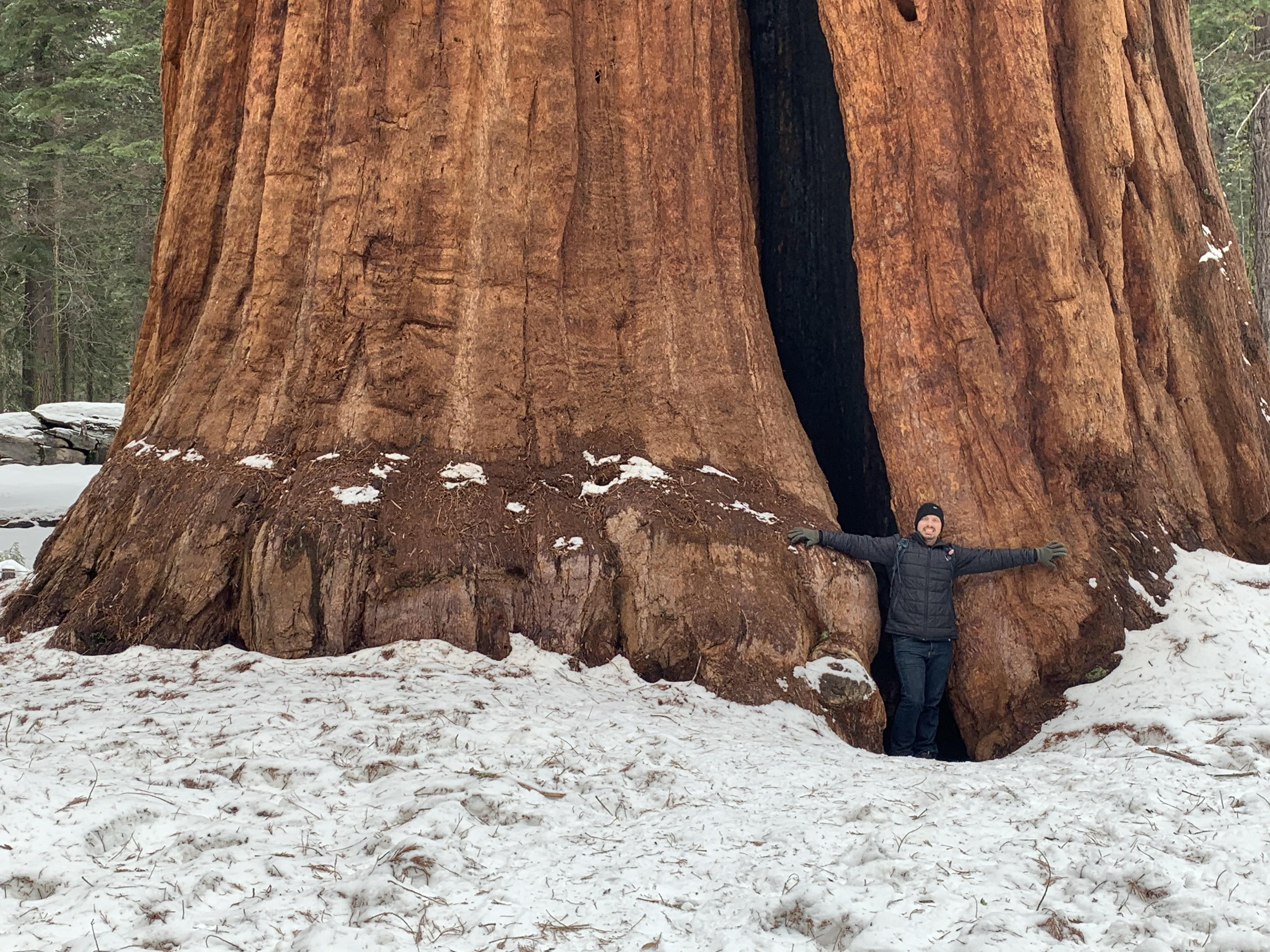 The Majestic Giants of California: Sequoias, Coast Redwoods, and Bristlecone Pines