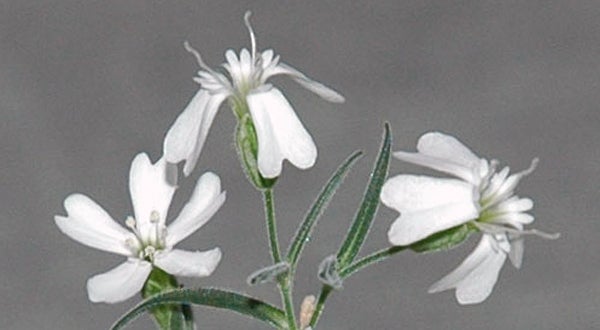 New Life, From an Arctic Flower That Died 32,000 Years Ago - The New York Times