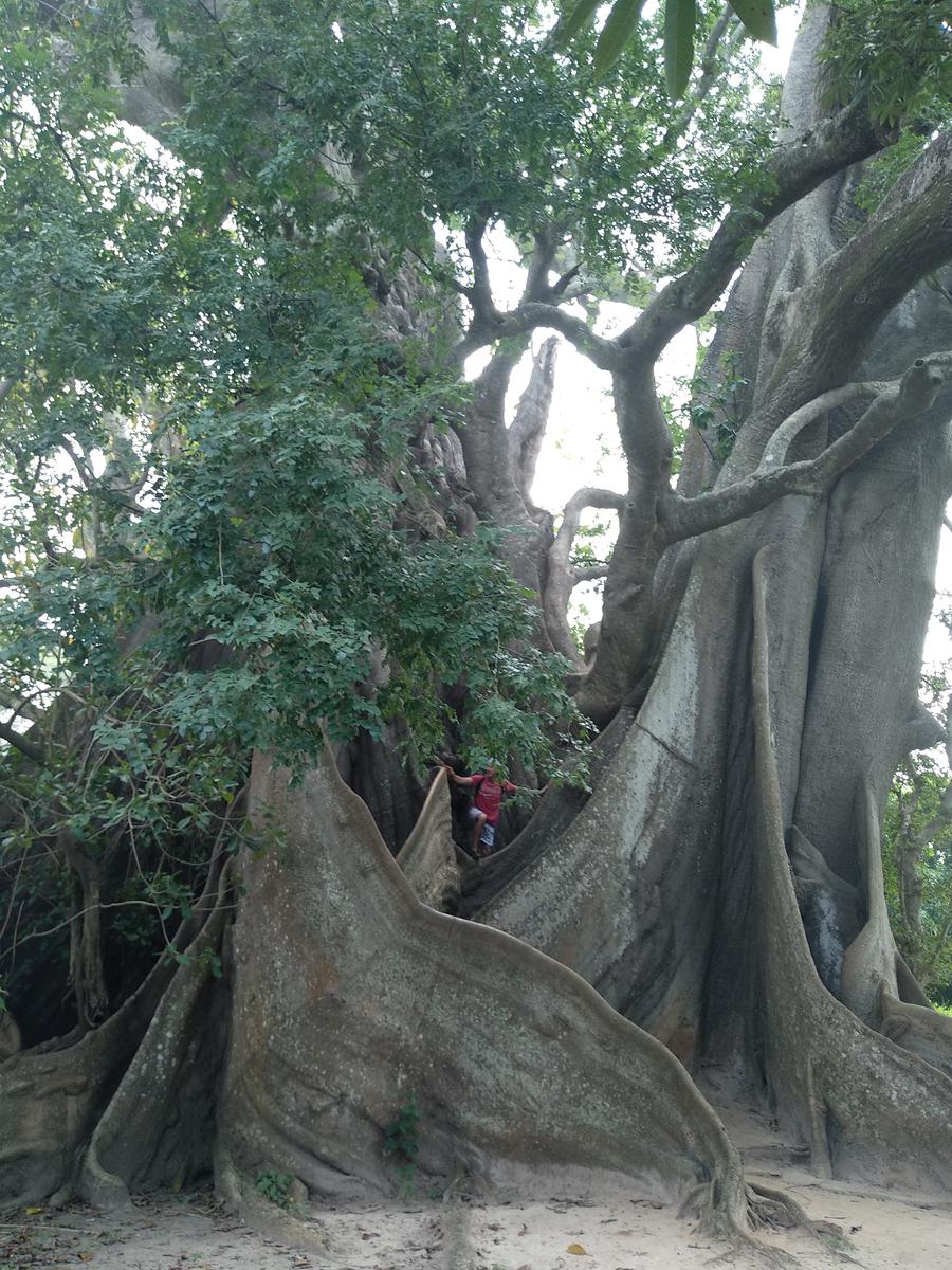 Árbol sagrado 