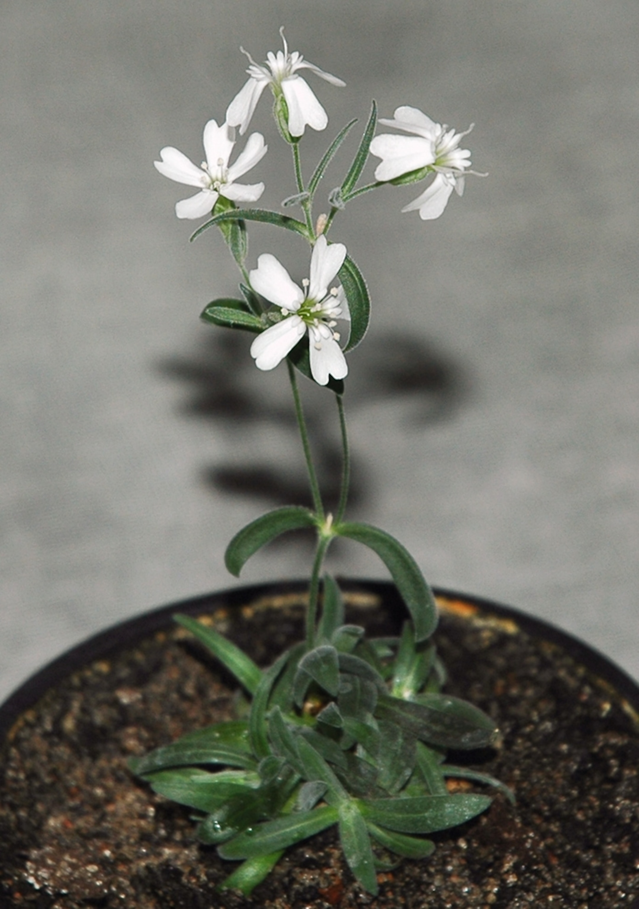 32,000-Year-Old Plant Brought Back to Life—Oldest Yet