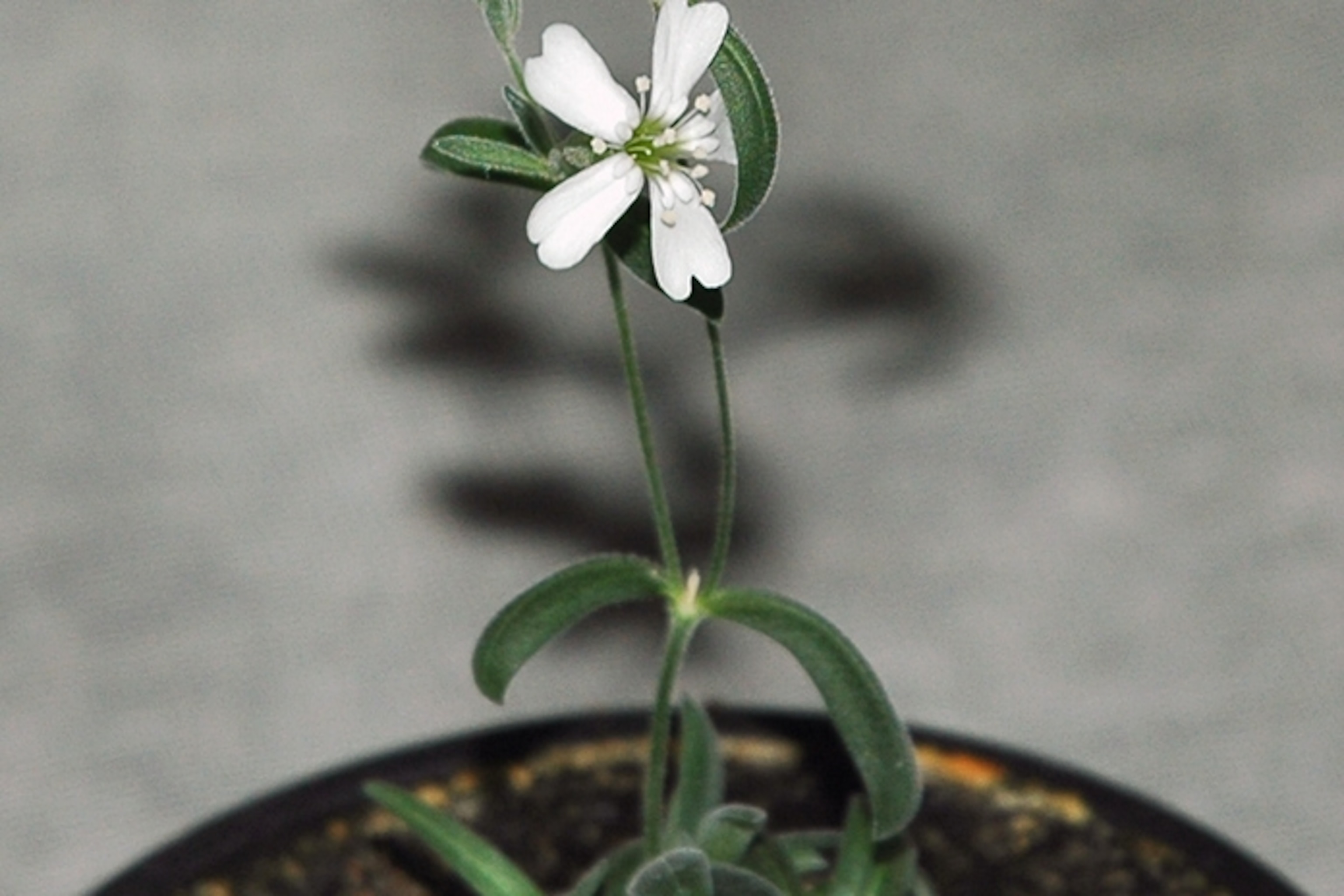 A 32,000-Year-Old Plant Blooms Again: The Resurrection of Silene Stenophylla