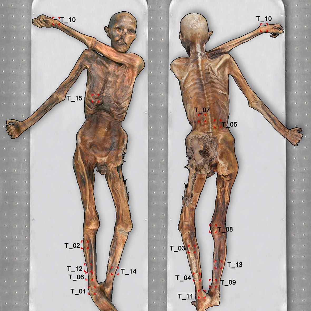 Ötzi có 61 hình xăm: Hình xăm trên xác ướp sông băng - DER SPIEGEL