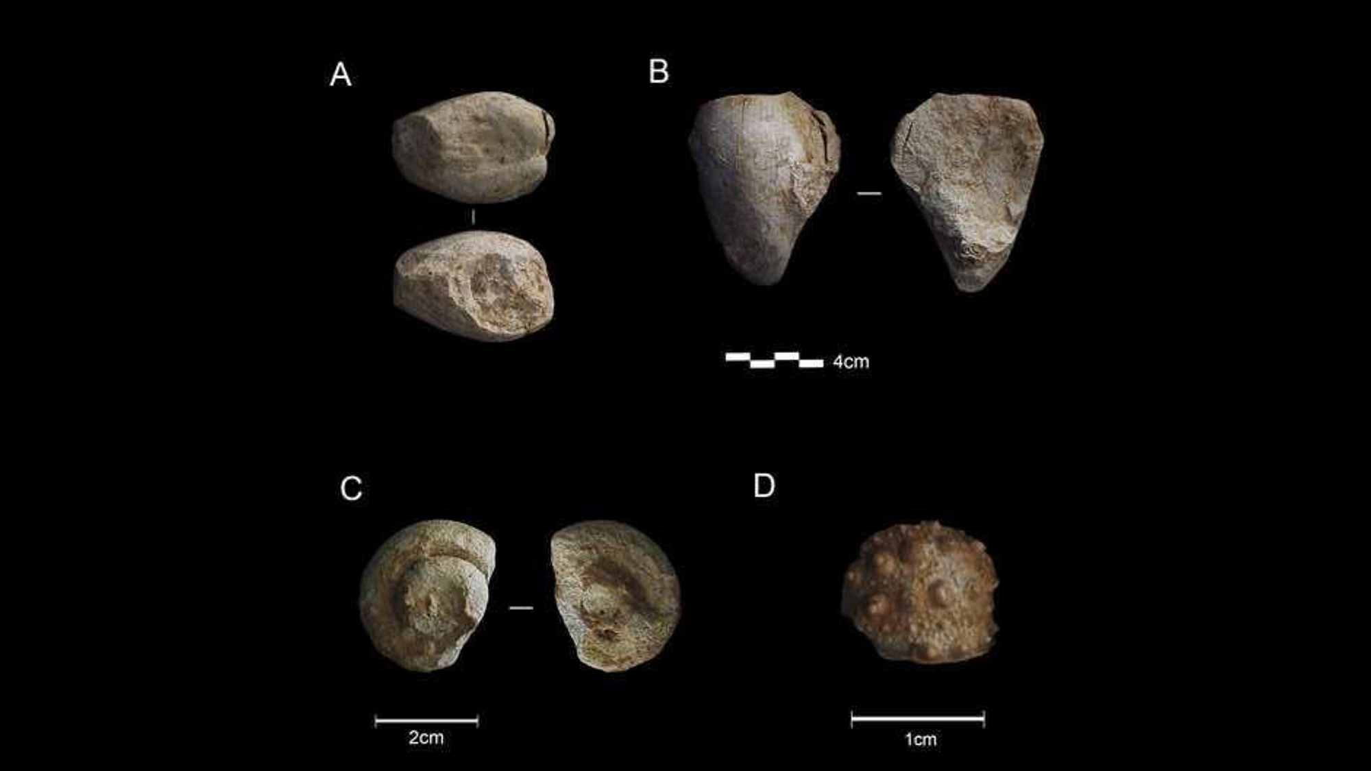 Neanderthal Curiosity: A Fascinating Hobby of Fossil Collecting