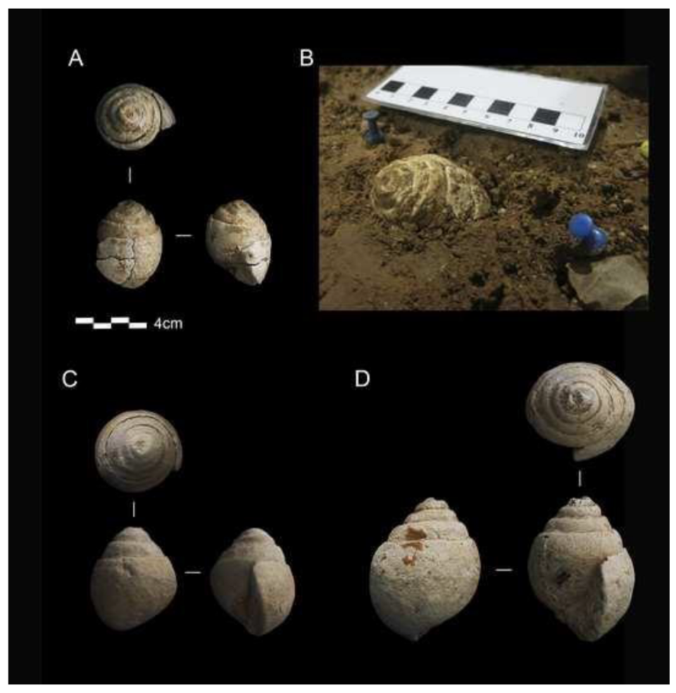 Neanderthals were avid collectors, suggests 40,000-year-old fossils from  Spain's cave