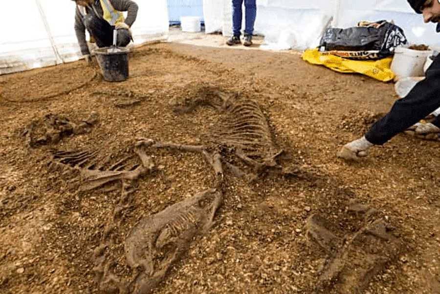 The 2,000-Year-Old Celtic Shield: A Remarkable Discovery from a Warrior’s Grave