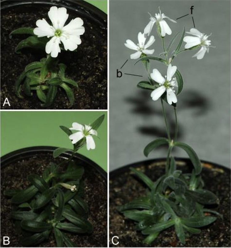 Scientists Revived 32,000-Year-Old Plant DNA From Siberian Permafrost