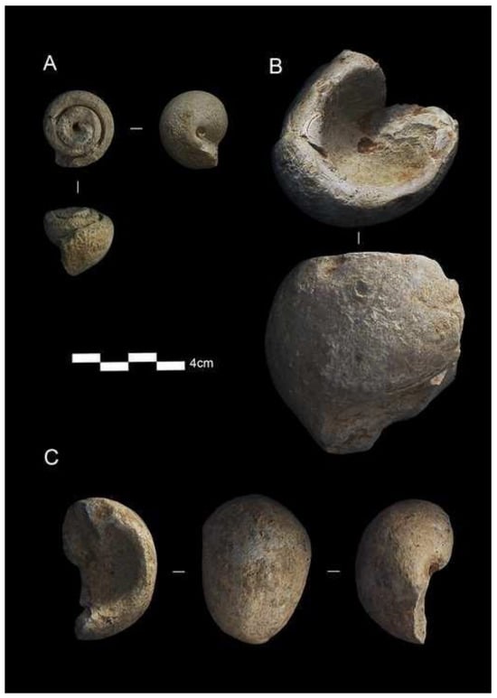 Were Neanderthals the First Collectors? First Evidence Recovered in Level 4  of the Prado Vargas Cave, Cornejo, Burgos and Spain