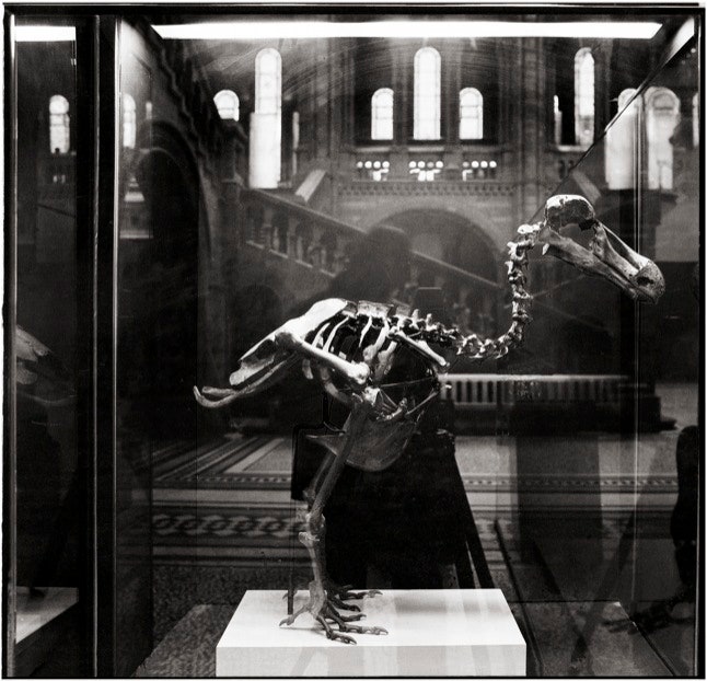 The Last Dodo Head: A Powerful Symbol of Extinction at the Natural History Museum