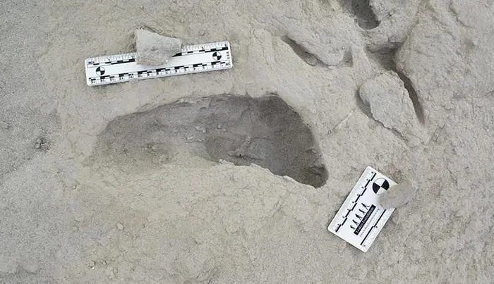 1.5-Million-Year-Old Footprints Reveal an Unseen Encounter in Kenya