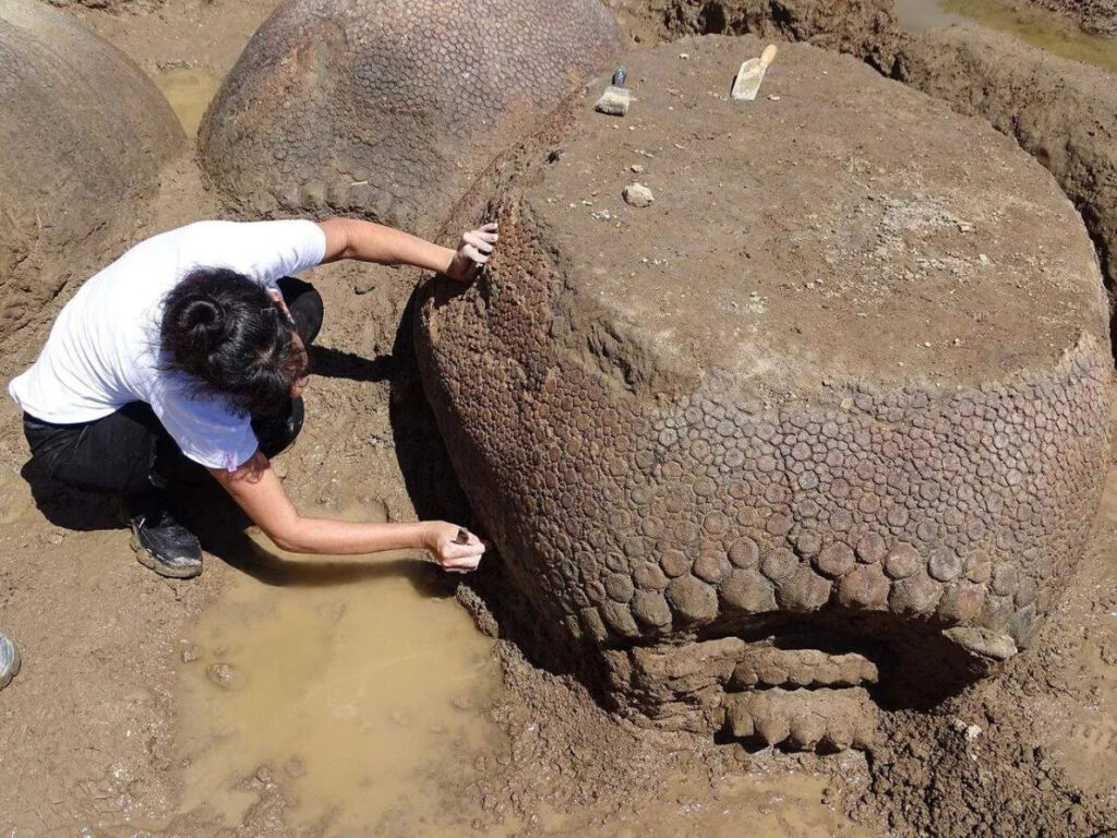 Farmer Unearths Prehistoric Giant Armadillo Shells in Argentina