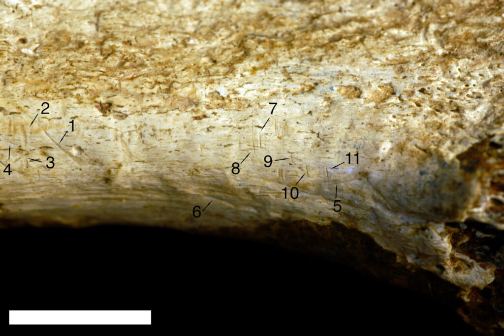 Ancient Cannibalism: A 1.45 Million-Year-Old Tale of Survival