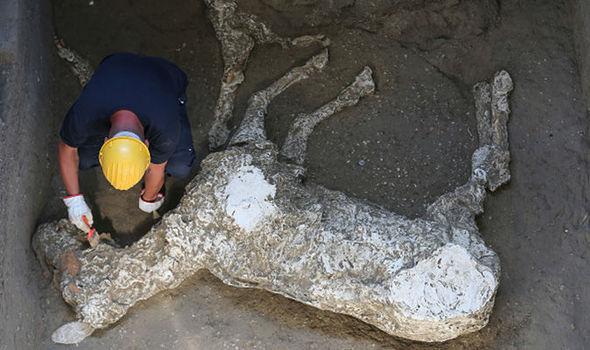 Remains of Roman horse killed by Vesuvius in Pompeii discovered | World |  News | Express.co.uk