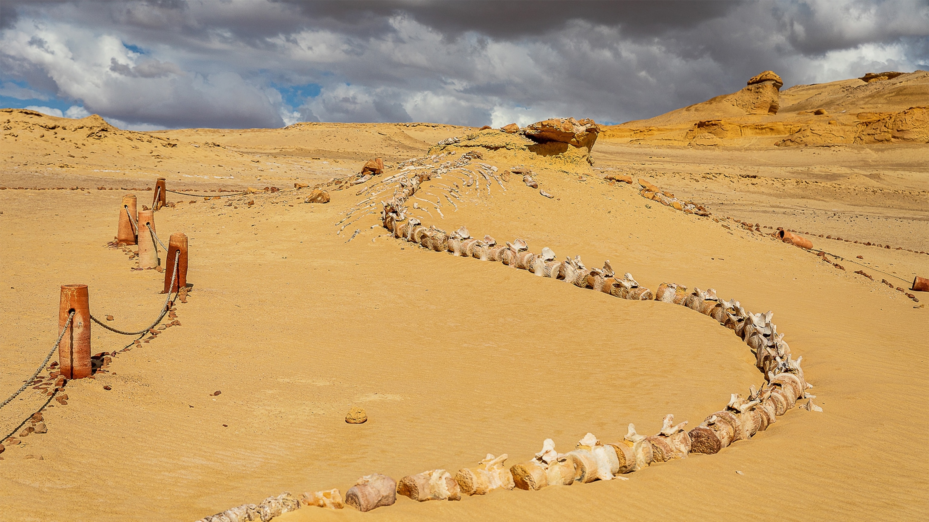 Tour Egypt's Valley of the Whales for a window onto the history of evolution