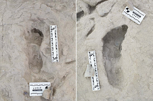 Ancient footprints show how early human species lived side by side | New Scientist