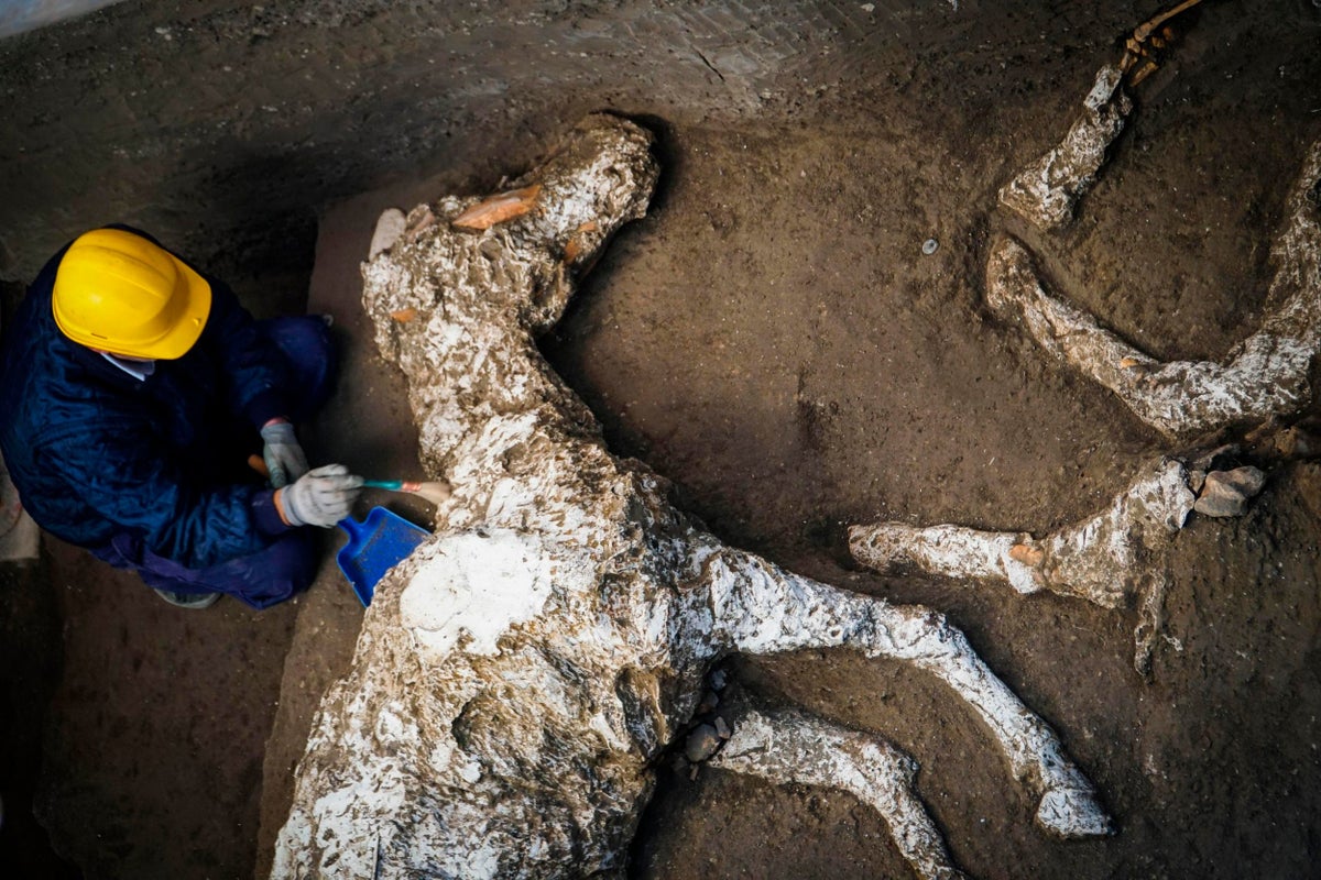 Archaeologists discover petrified remains of harnessed horse in ancient  Pompeii villa | The Independent | The Independent