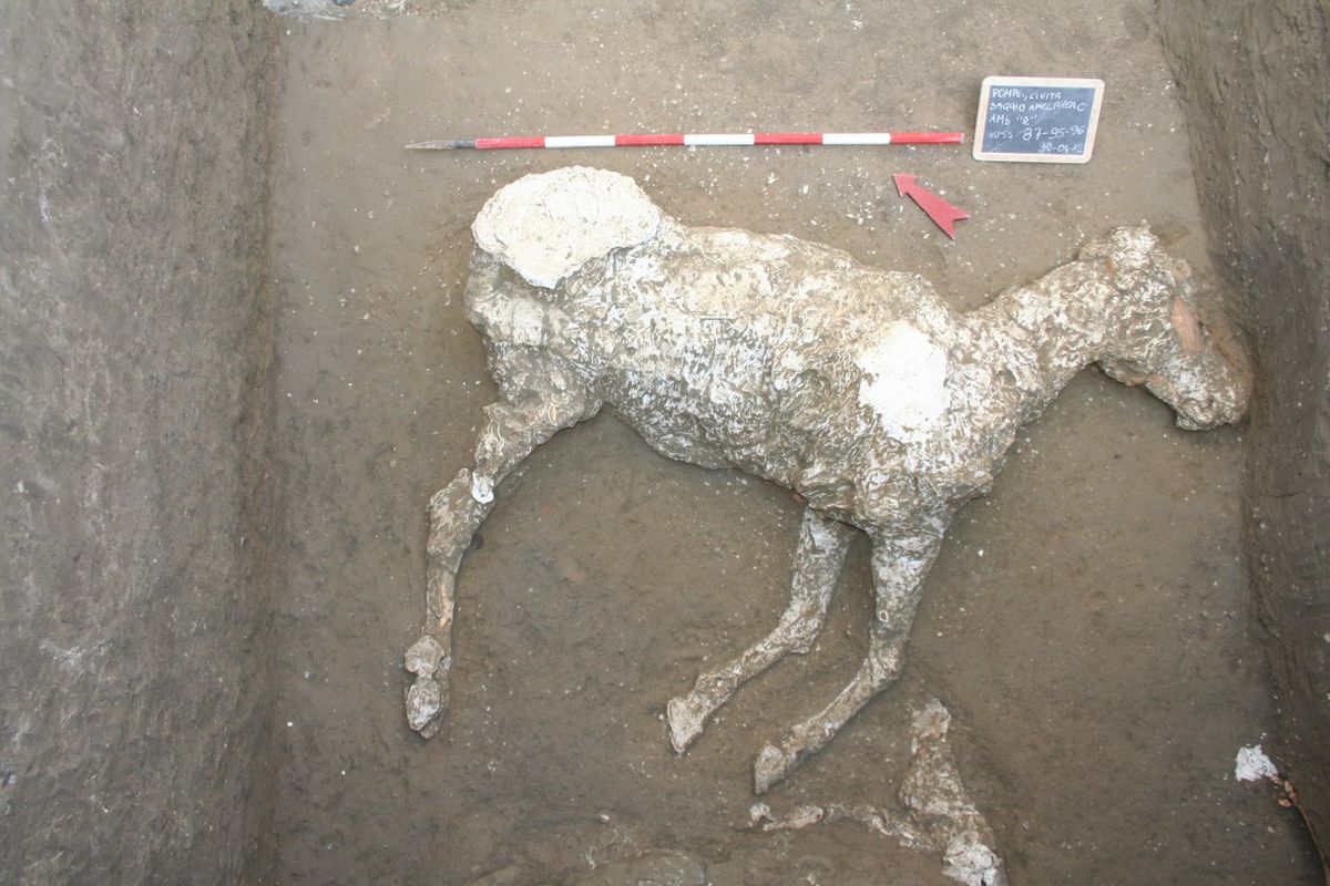 Ancient Horse and Stable Found Under Pompeii Ash | Live Science