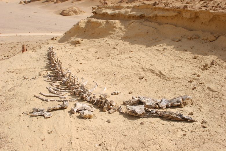 Wadi al-Hitan (Valley of the Whales) - Atlas Obscura