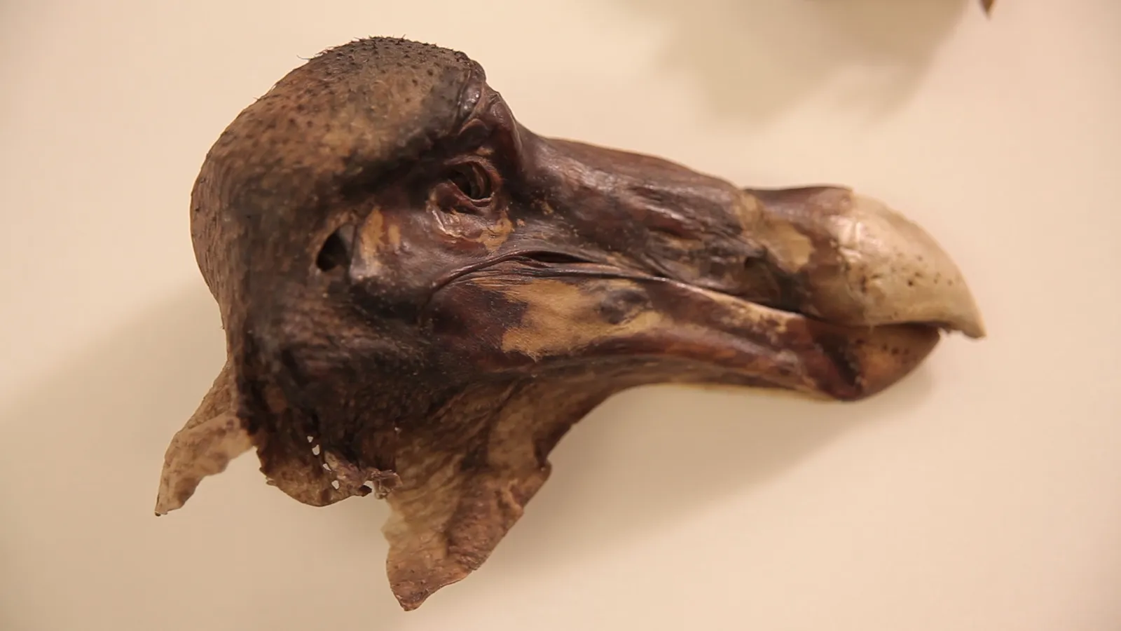 Murder Most Fowl: Forensic Scan Shows the Legendary Oxford Dodo Was Shot |  Smithsonian