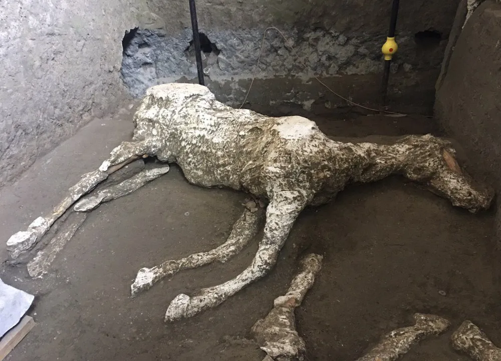 A Moment Suspended in Ash: The Horse Ready for Ride in Pompeii