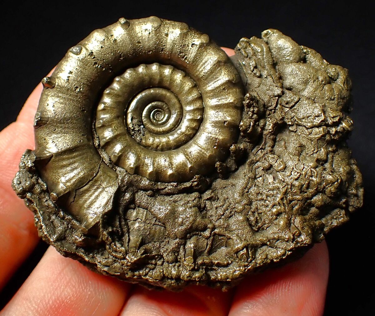 Perfect pyrite Eoderoceras ammonite fossil (65 mm) Jurassic Coast Fossils UK | eBay