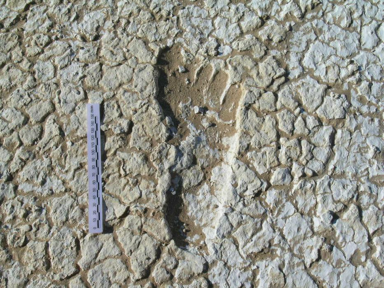 Ancient Speed: 20,000-Year-Old Footprints Reveal Prehistoric Sprinting Power