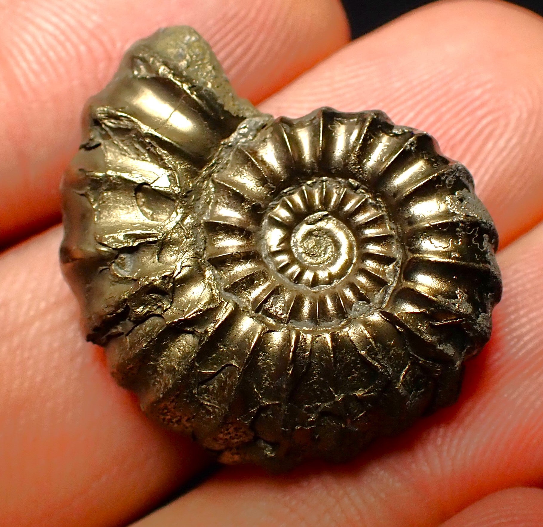 The Pyrite Ammonite: A Jurassic Coast Gem